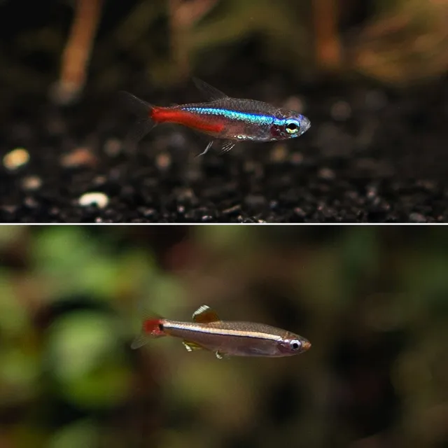 소형 열대어 세트 20마리(네온테트라10백운산10) 관상용 애완 열대어 물고기 관상어 키우기 수족관 마리아쿠아
