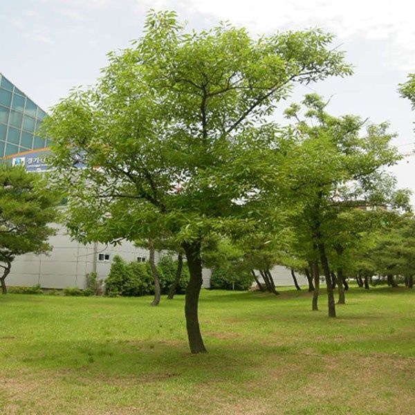착한가격 나무생각 착한가격 나무생각 / 상수리나무 / 연결포트