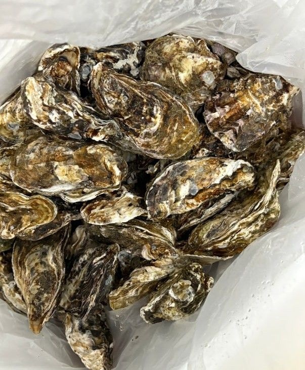 천북굴단지 석화 각굴, 양식굴 석화 5kg(2-3인분)