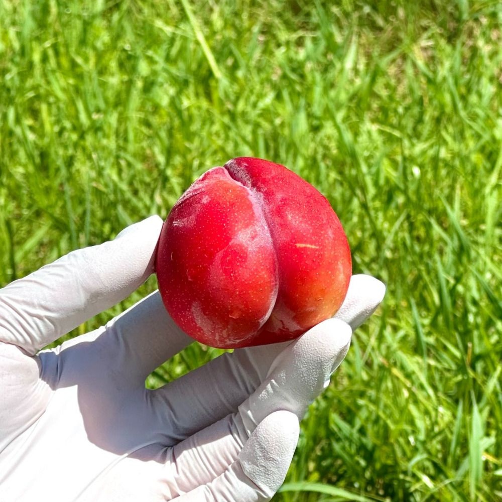 [농할 국내산]자두 대석 홍자두 피자두 후무사 도담 추희 (중과/500G 1KG) : 롯데ON