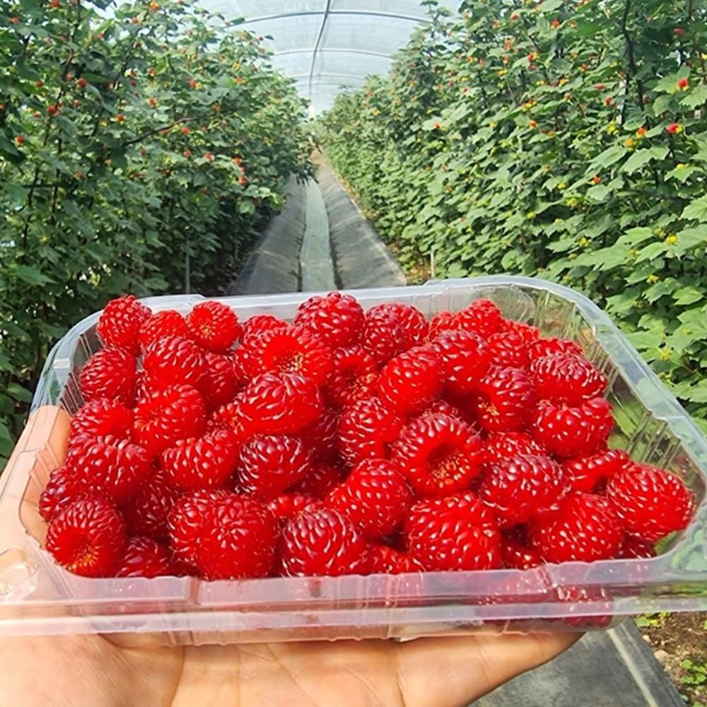 국내산 산딸기 생과 250g