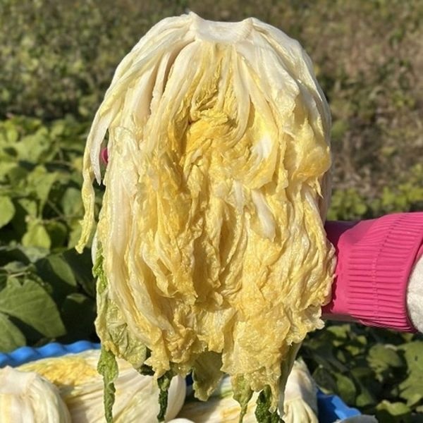 당일에출고 강원도 고랭지 절임 배추 20kg 7-13포기 강원도 고냉...