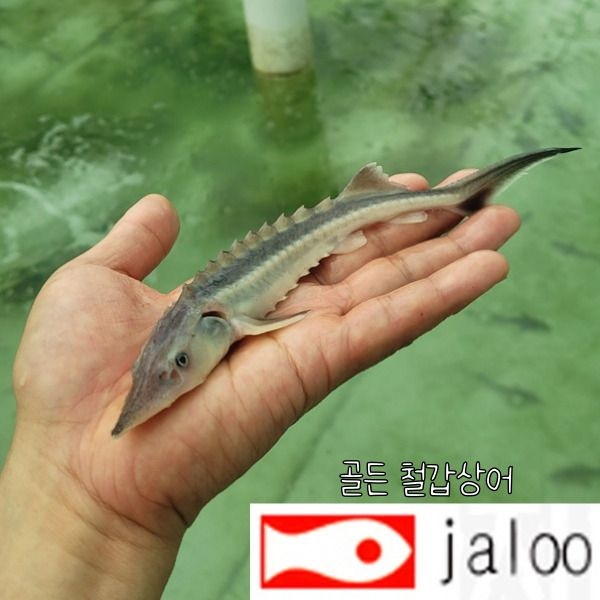생먹이 자루 골든 철갑상어 치어 10-15센티급 1마리 시베리아 스탈렛 러시안 관상용 연못 수족관