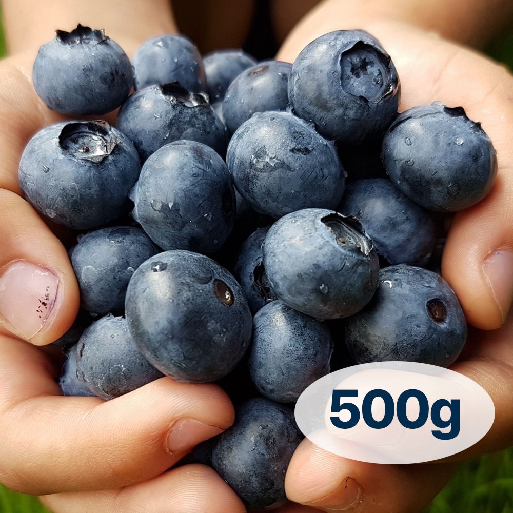 [온누리상품] 과일친구 영동 무농약 생블루베리 특 500g (GAP인증 16mm)