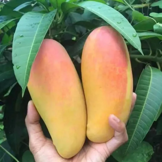 태국 마하차녹 무지개 망고 2kg 5kg