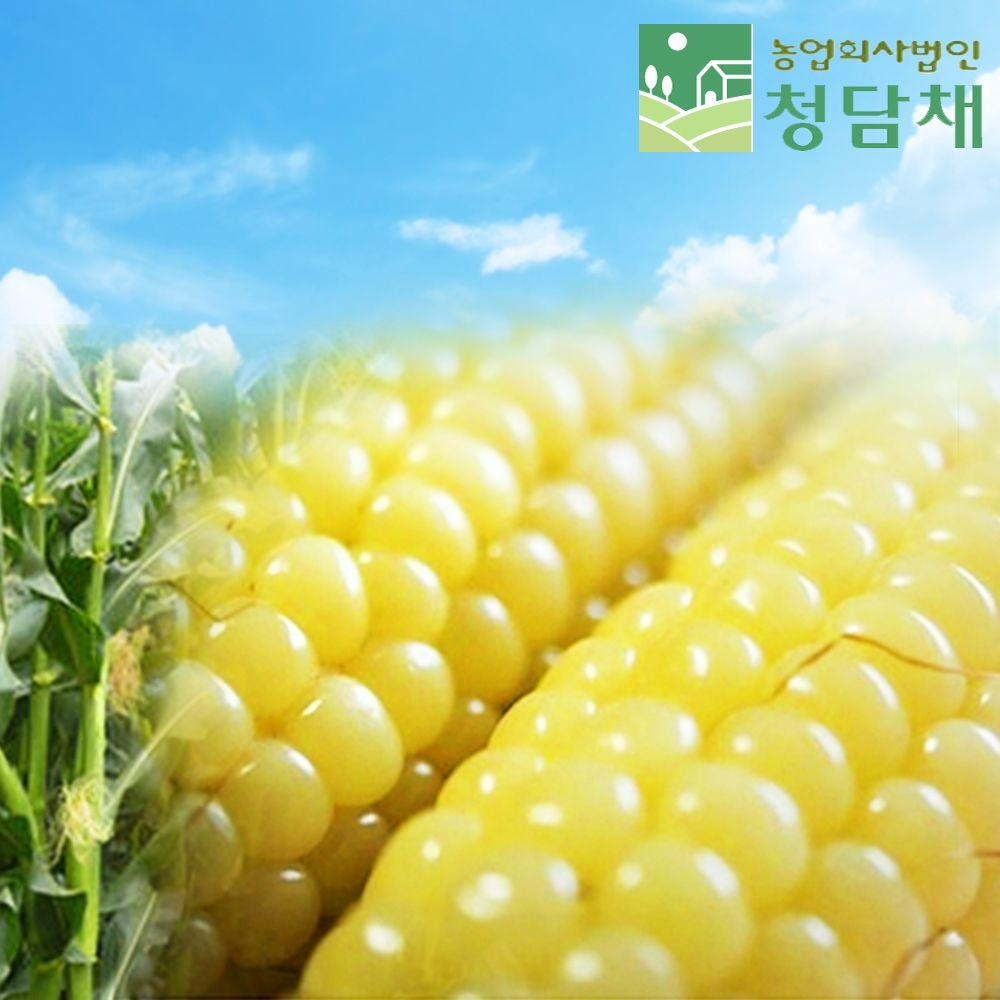 청담채 괴산대학찰옥수수 30개 특 17cm내외