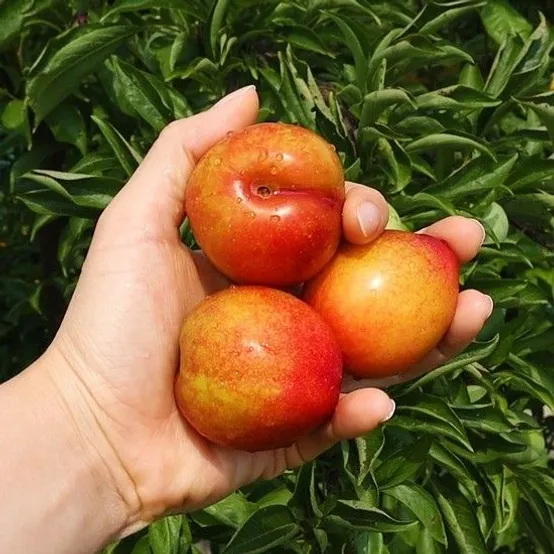 [26년 첫 수확] 새콤달콤 햇 노지 대석자두 소과 대과 1kg