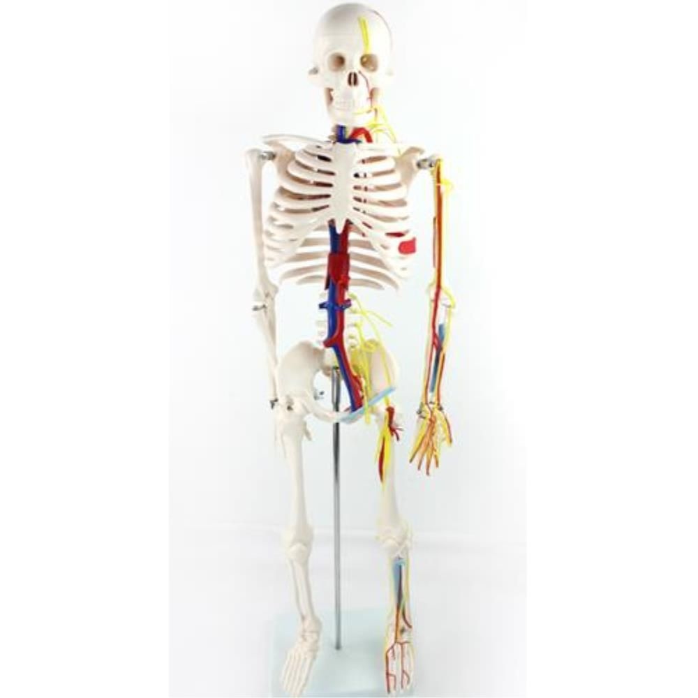 ToyScience 대형 뼈 심장 순환계 골격 모형 85cm 보건학 인체골격모형 의사 교구 의대
