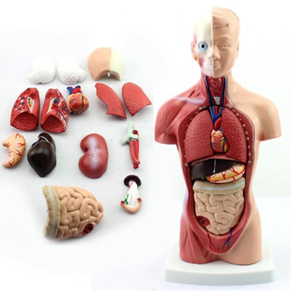 ToyScience 반신 내부 장기 해부 인체 모형 미니형 간호사 보건교육용 신체기관 의대