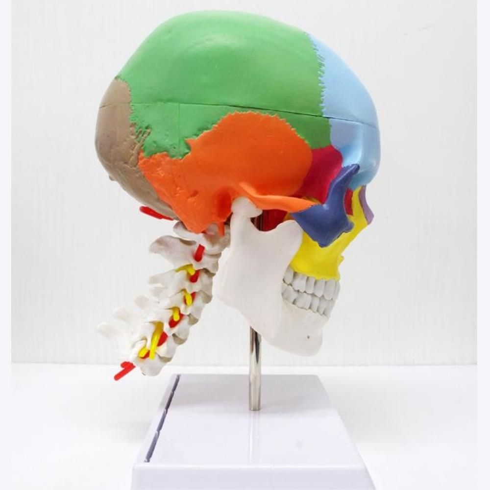 ToyScience 병원 실내 모형 두개골 인체 경추 뼈 모형재료 병원용 관찰 골격모형 의대