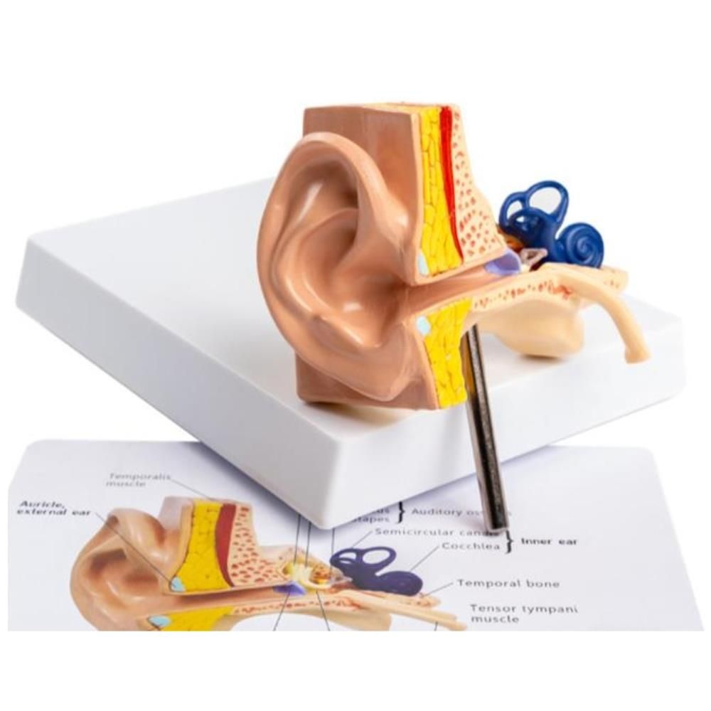 ToyScience 실제크기 인체 해부 귀 고막 구조 모형 실습모형 실험 과학교구 의대 학교