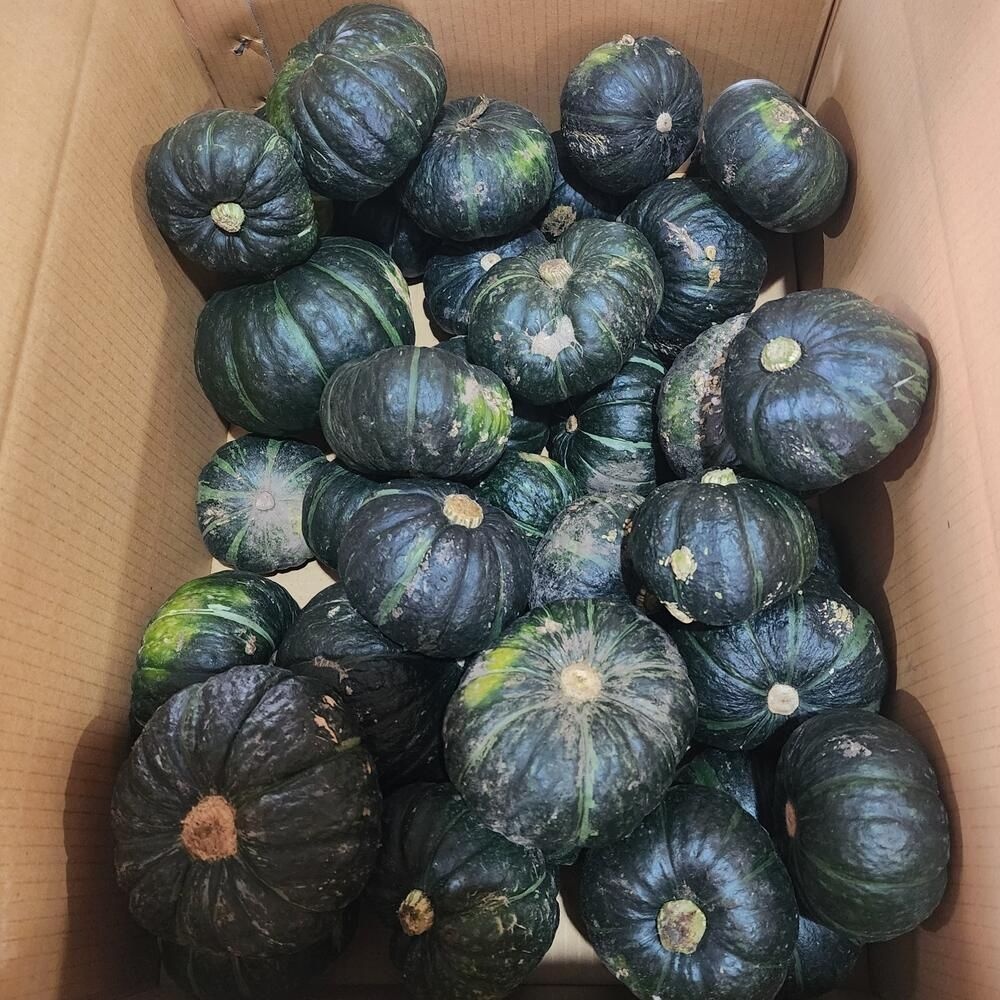 제주 미니 단호박 밤호박 보우짱 못난이 5kg