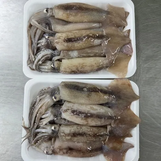 원양 급냉 초코 오징어 500g 5-7미 원양산오징어 급냉오징어 배오징어 수입 냉동 오징어 손질 오징어