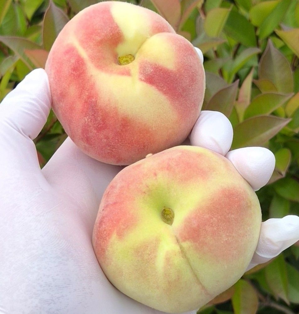 [롯데온] 반납작 대극천복숭아 2kg