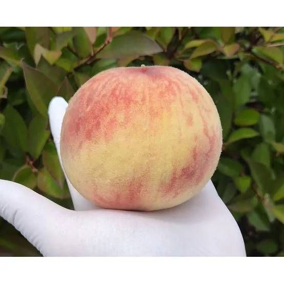 [농할 국내산]고당도 말랑이복숭아 500g 1kg 2kg