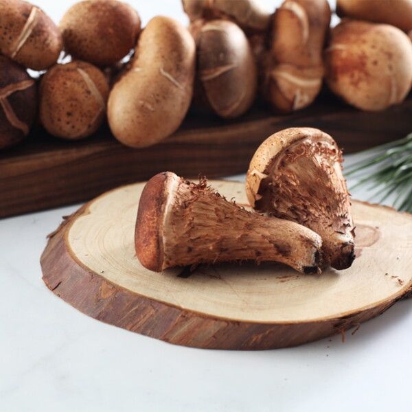 [향채움] 上품 국내산 참송이버섯 500g