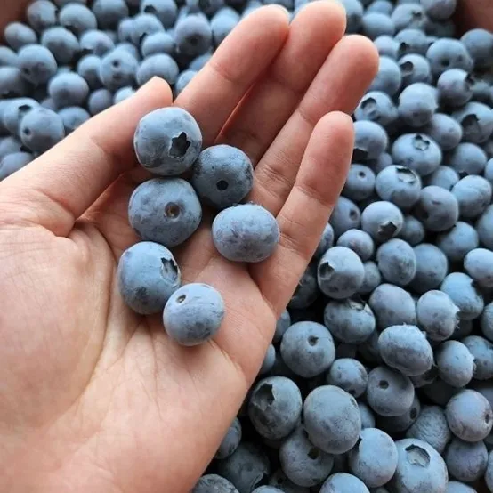 국내산 생 블루베리 대과(16mm이상) 100g x 5팩
