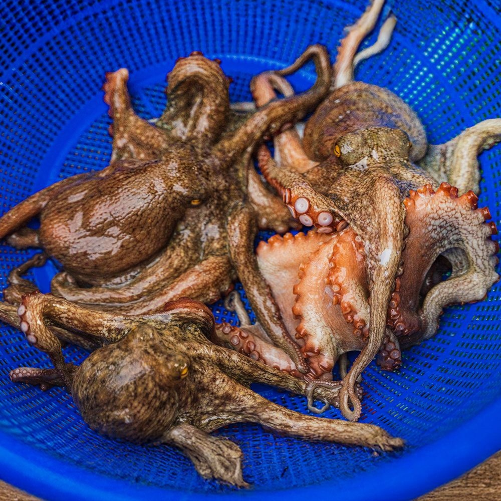 [롯데온]국내산 활 돌문어 당일조업 1kg 1~3미 (19,880원/무료)