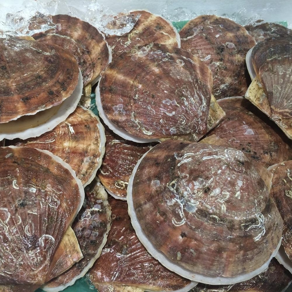 비선상회 국내산 남해안 산지직송 생물 대왕 참가리비 1kg 14미 내외, 횟감용 구이용 찜용