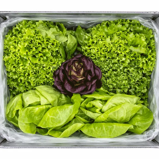 GAP인증 유러피안 샐러드채소 1kg(4-5종 랜덤 발송)
