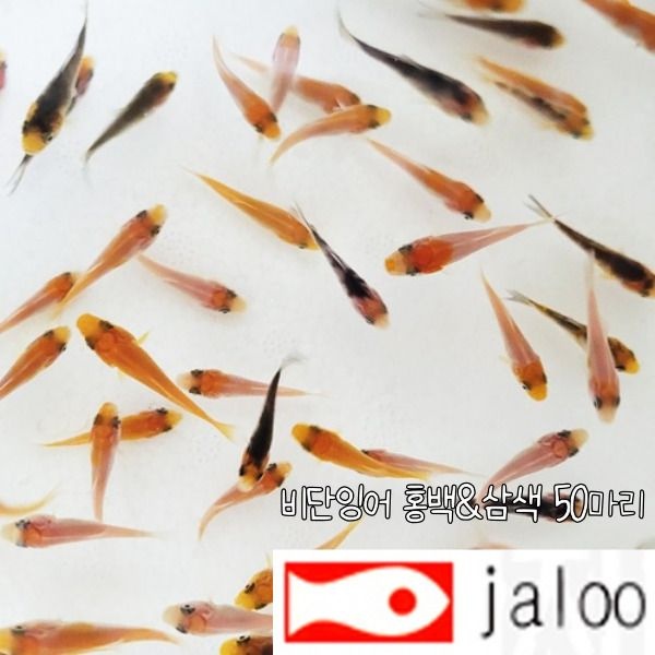 생먹이 자루 비단잉어 홍백 & 삼색 치어 50마리 황금 물고기 열대어 관상어 수족관 어항