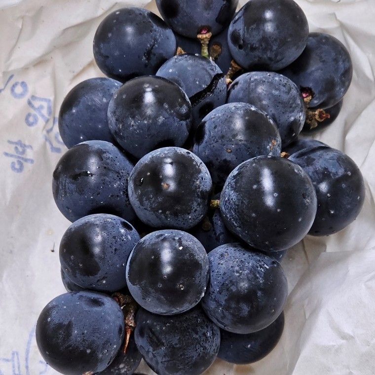 캠벨 포도 2kg