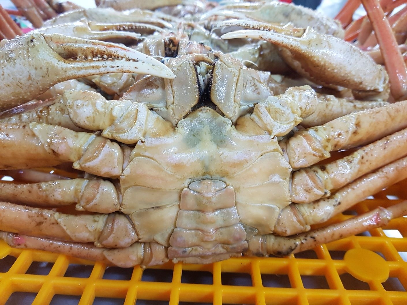 UnKnown 러시아 자숙 대게 A급 10kg 대용량 파티용 수율좋은 킹크랩급 대게 선물용