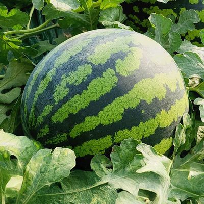 [특대급선별] 함안 고당도 꿀수박 최대 12Brix 당도선별 가정용
