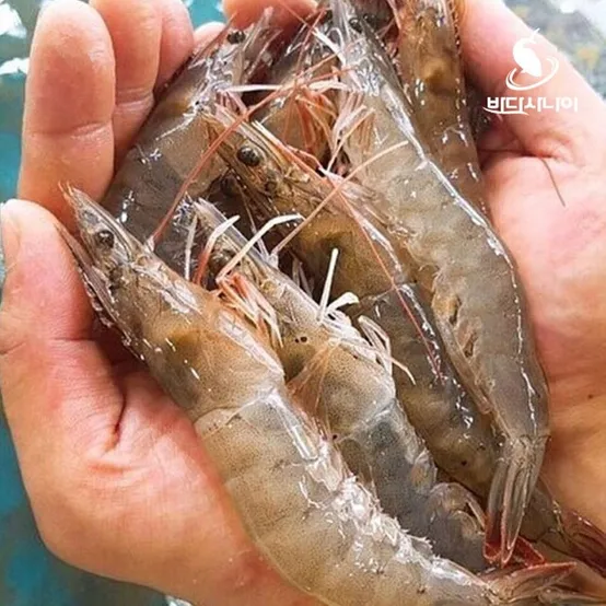 국내산 태안 살아있는 생새우 활새우 1kg 회 소금구이 당일조업 [원산지:국산(충청남도 태안군)]