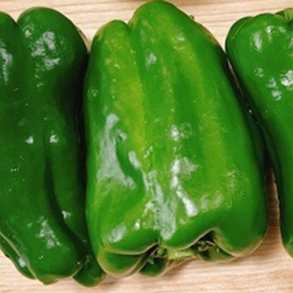 녹색 파프리카모종 샐러드 야채 까미오옐로 까미오레드 가꾸기