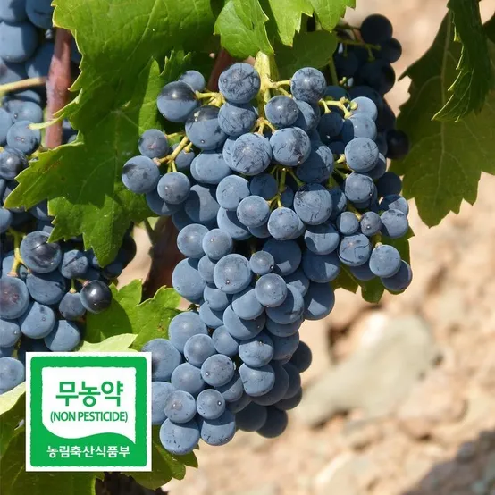 국내산 무농약 블랙펄 포도 1kg 씨없는 고당도 SG 블랙사파이어