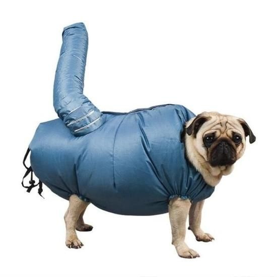 PET 드라이기 전용 강아지 고양이 드라이룸 반려동물 목욕 304990