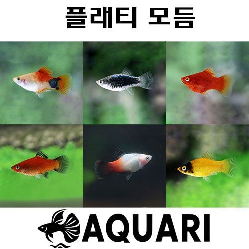 알록달록 플래티 10마리 모듬 열대어 관상어