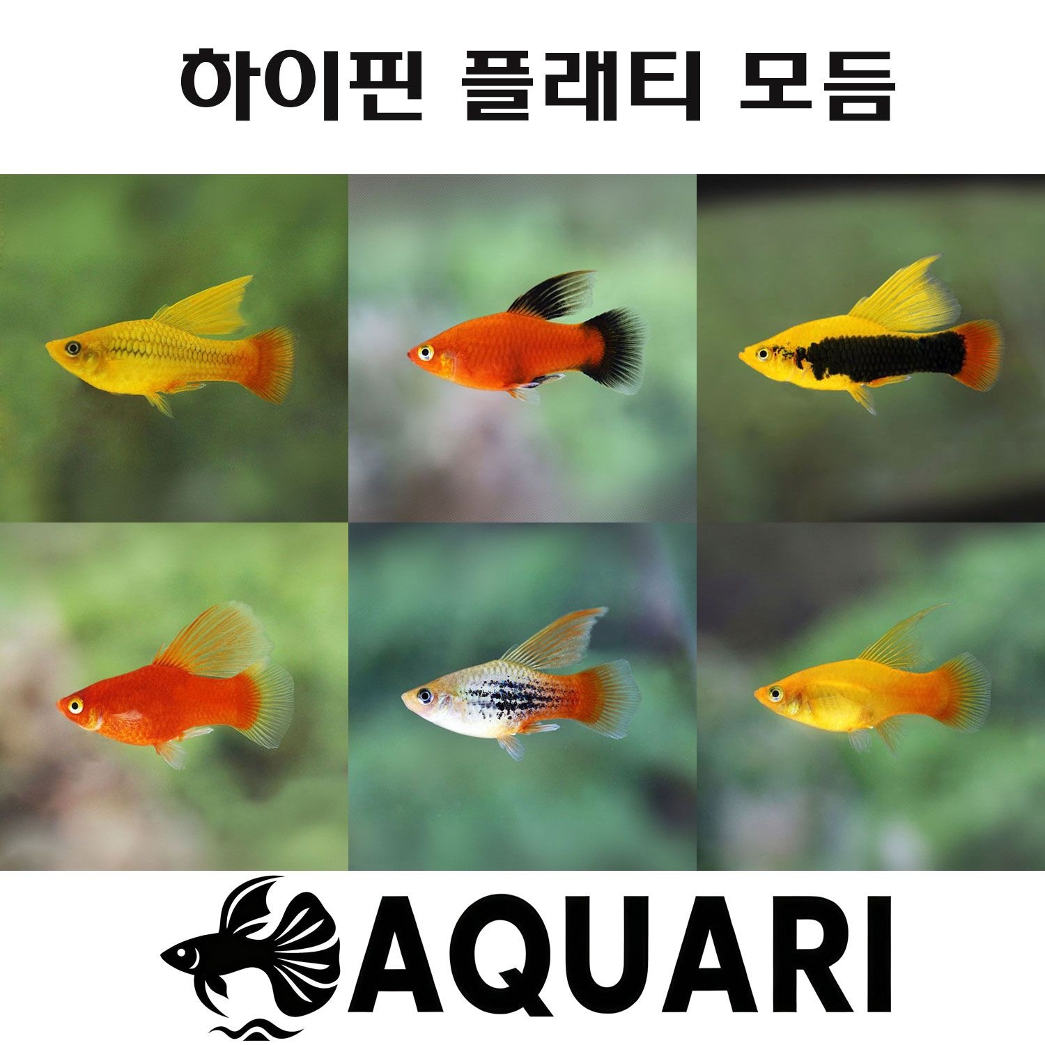 알록달록 하이핀 플래티 10마리 모듬 열대어 관상어