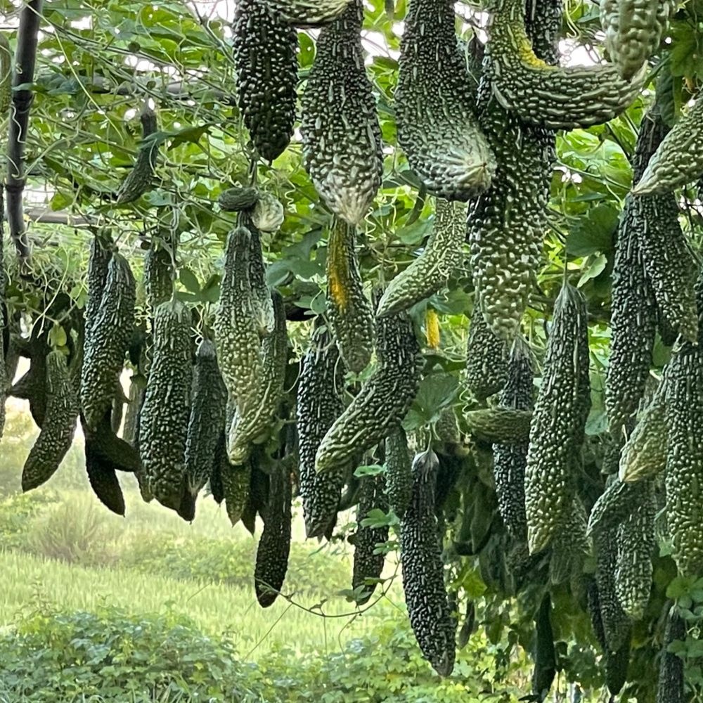 [26년산] 정읍농부의 국내산 생여주 3kg / 5kg / 10kg (당일수확)