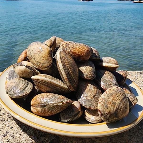 [롯데백화점] 자연맛남 품질보장 제철 통영 왕바지락 2kg