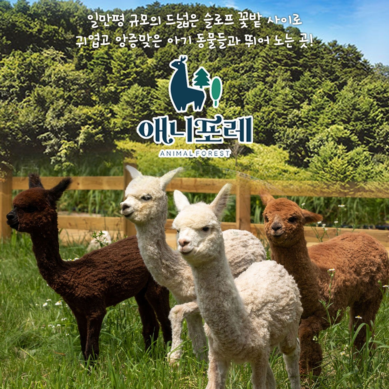 [평창] 모나용평 애니포레 하계시즌 입장권(7/17~10/31)