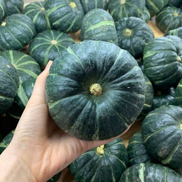 [농할 국내산][산지직송] 제주 미니 밤호박 보우짱 [1kg-9kg]