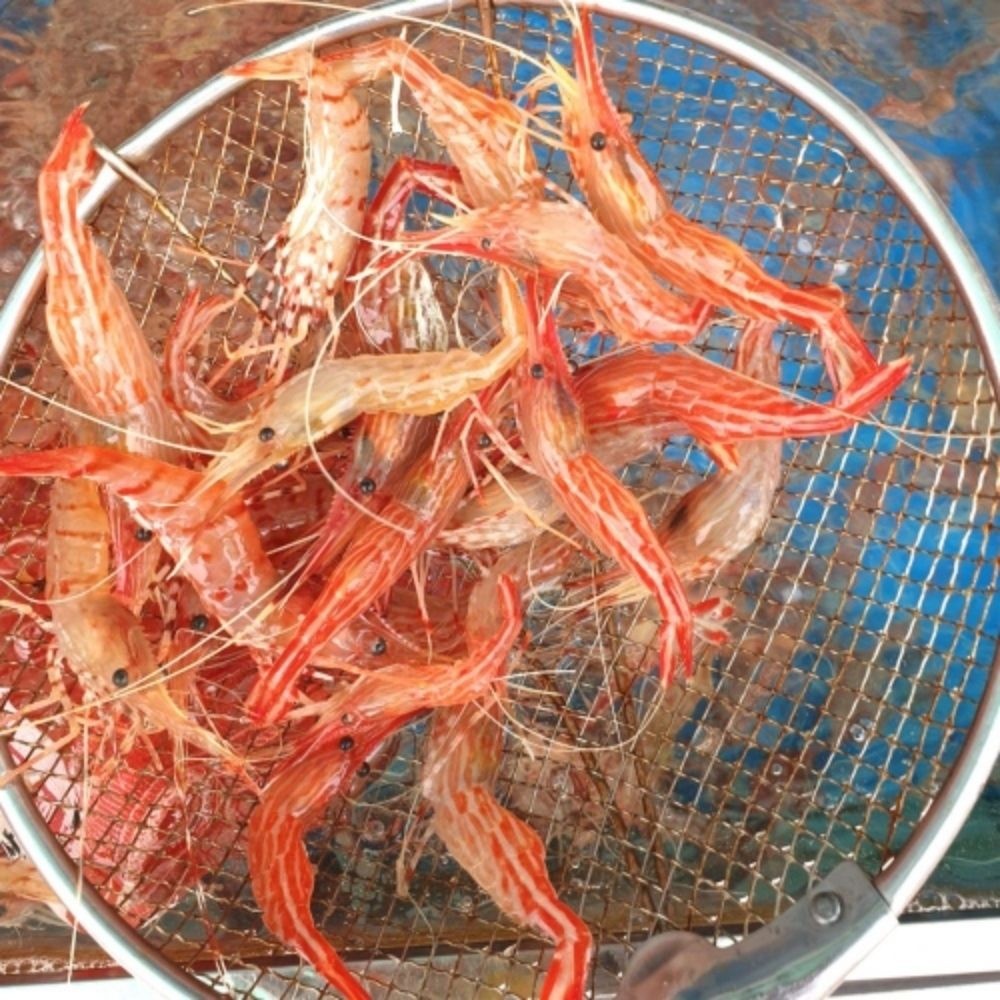 산지직송 활 독도새우 500G 꽃새우 회용 산소포장 닭새우 활새우 (활 도화 꽃새우 500g (20-30미))