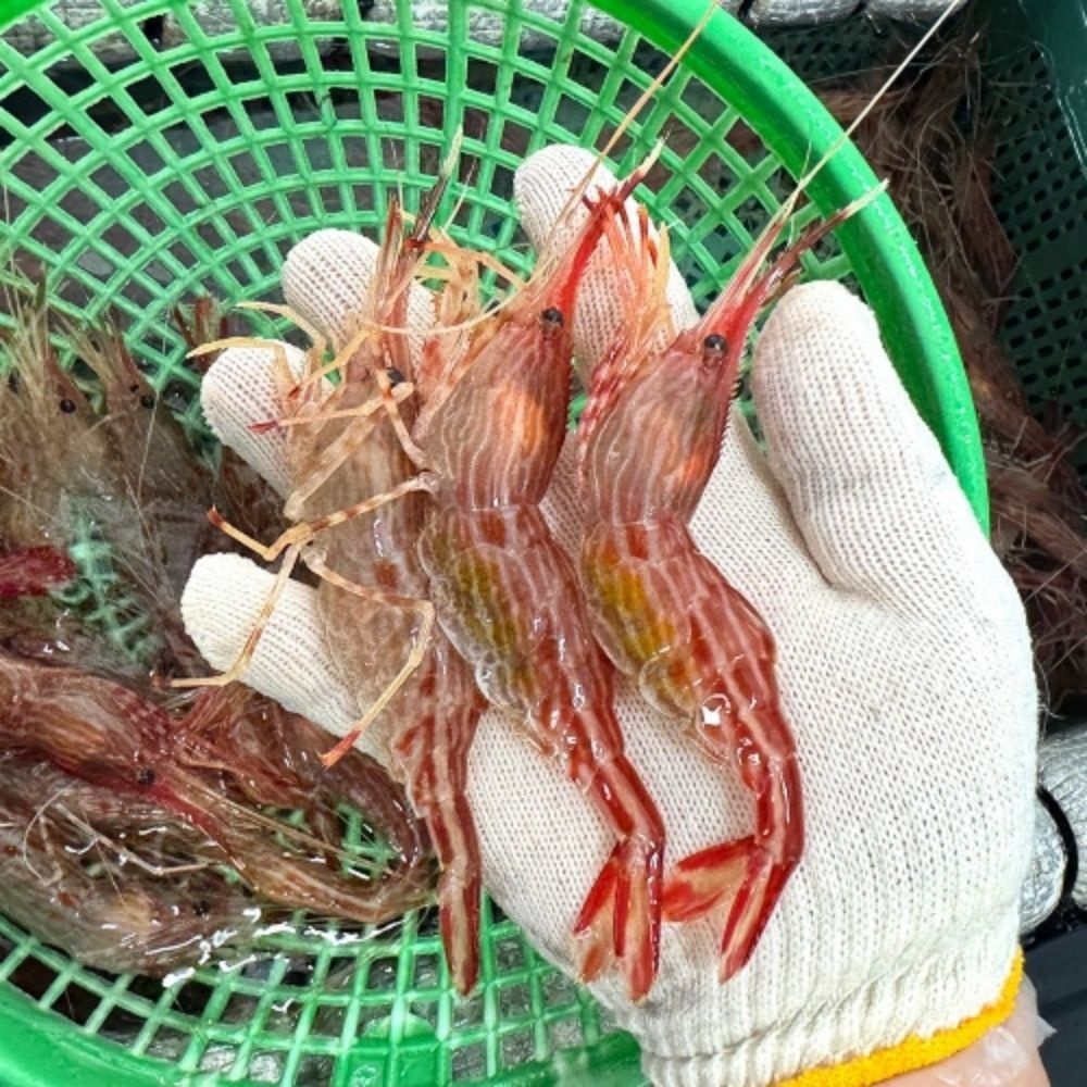쫄깃한식감 손님접대요리 산지직송 활 독도새우 500G 꽃새우 회용 산소포장 (활 도화 꽃새우 500g (20-30미))