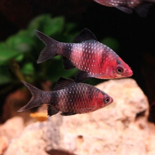 [에이투비]블랙 루비바브 / 2~3cm 전후 / 5 마리