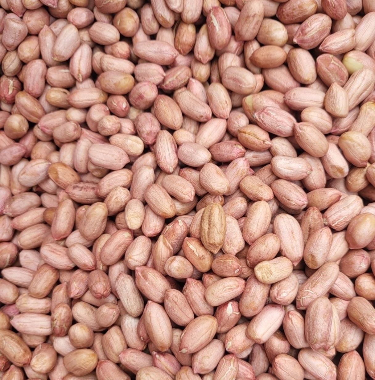 [온누리7%혜택]국산 땅콩 생땅콩 1kg 겉껍질 제거한 알땅콩 (2kg 부터 무료배송 , 여름기간 할인판매)