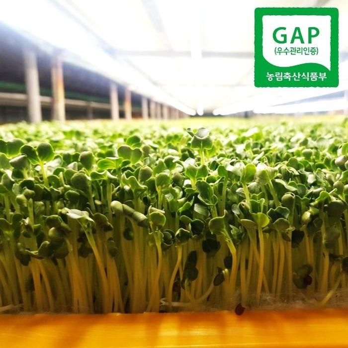 귤마을 수경재배 GAP 무순 150gX10팩