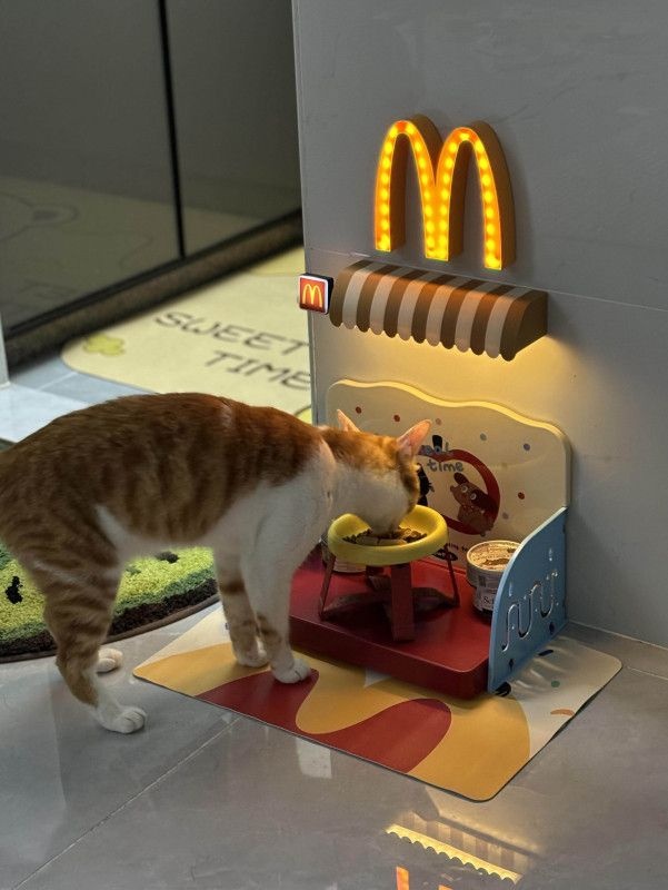 강아지 고양이 식기받침대 알파벳 M 조명 밥그릇 개밥그릇거치대