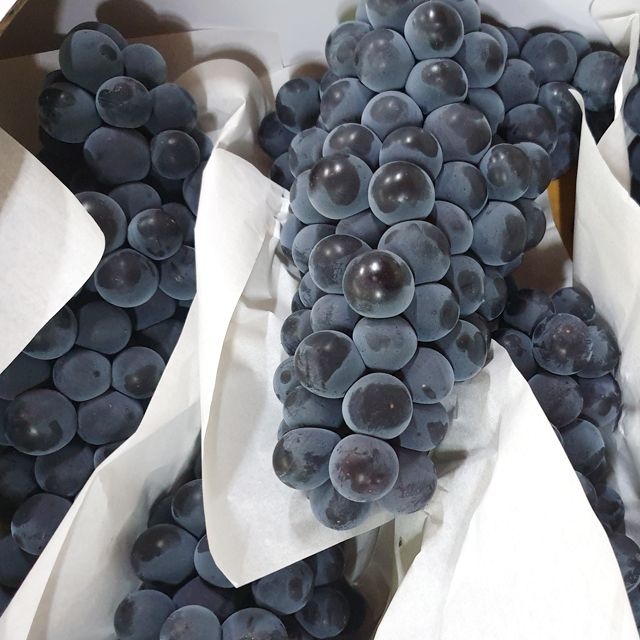 고당도 제철 켐벨 캠벨포도 1-3kg 특등급 상주 김천포도 하우스 노지