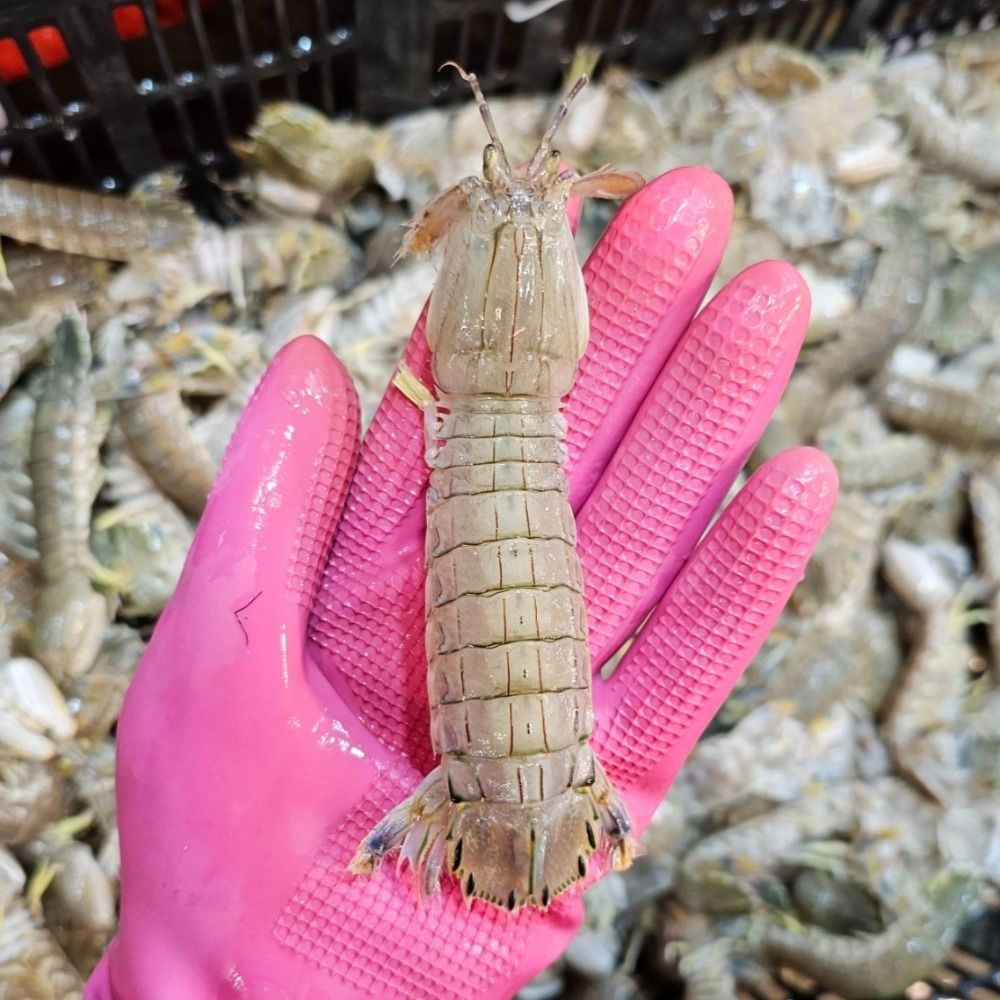 싱싱햇 활 갯가재 쏙갯가재 딱새 털치 쏙새우 500g