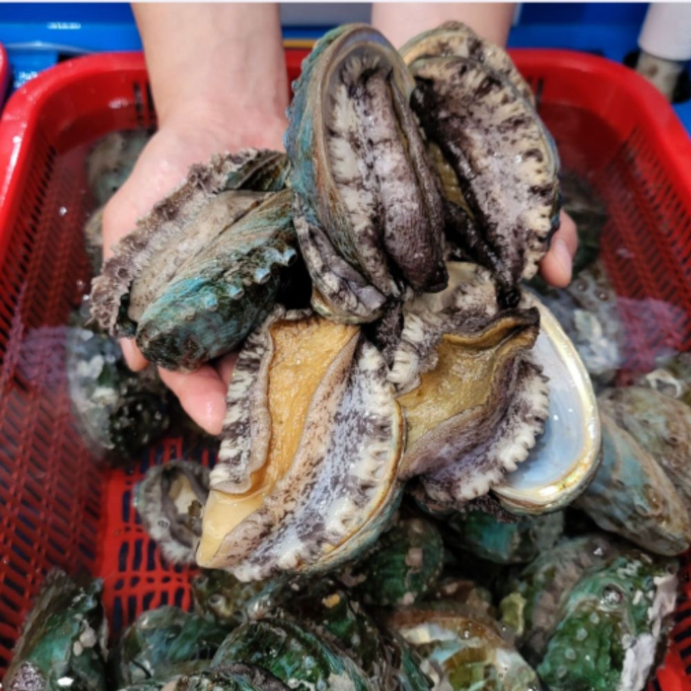 [이순신수산] 완도 산지직송 활 전복 1kg /사이즈별 선택 : 롯데ON