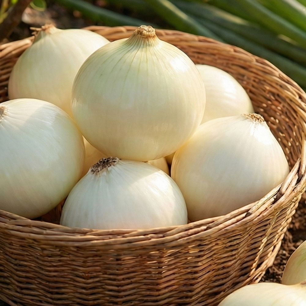 국내산 미절단 깐양파 2kg 3kg (소 중 대 특)