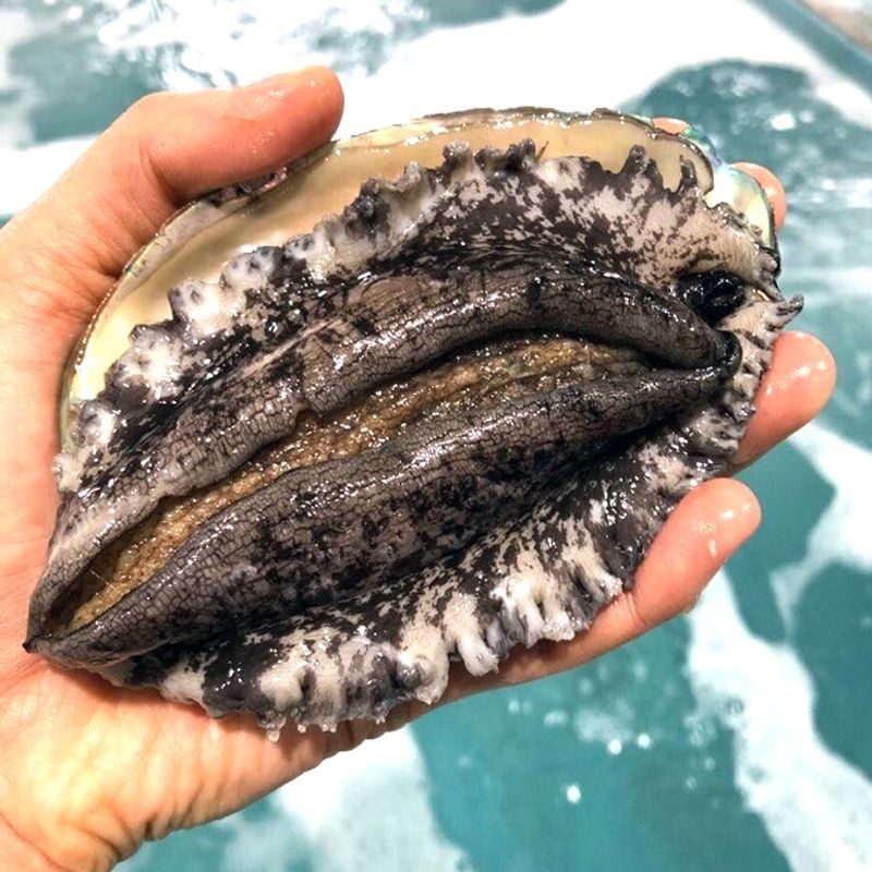국산 완도 산지직송 활전복 대 10~12미 1kg 전복 /산소포장/손질용 솔 증정