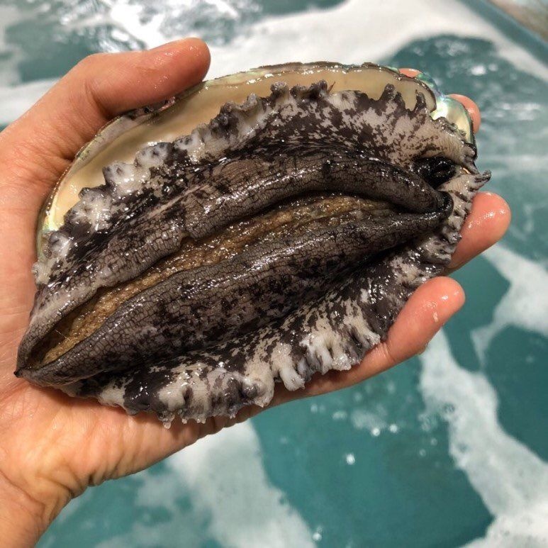 국산 완도 산지직송 활전복 특대 8~9미 1kg 전복 /산소포장/손질용 솔 증정